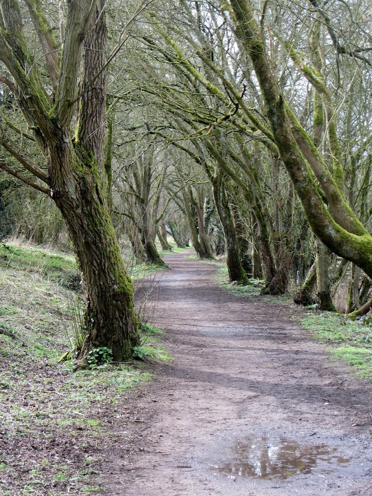 Old railway line out of Tetbury - March 2012 by Forester2009