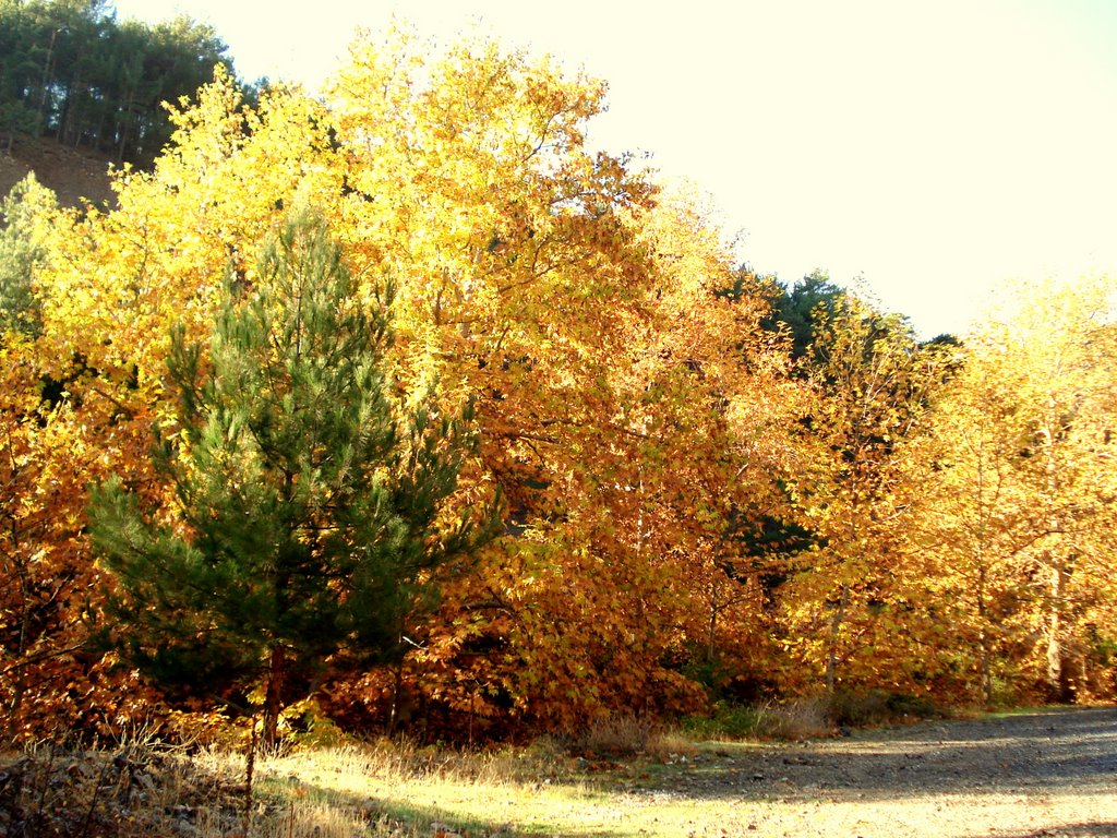 ADANA-AKÇATEKİR'de KASIM AYI.(NOVEMBER) by mustafator