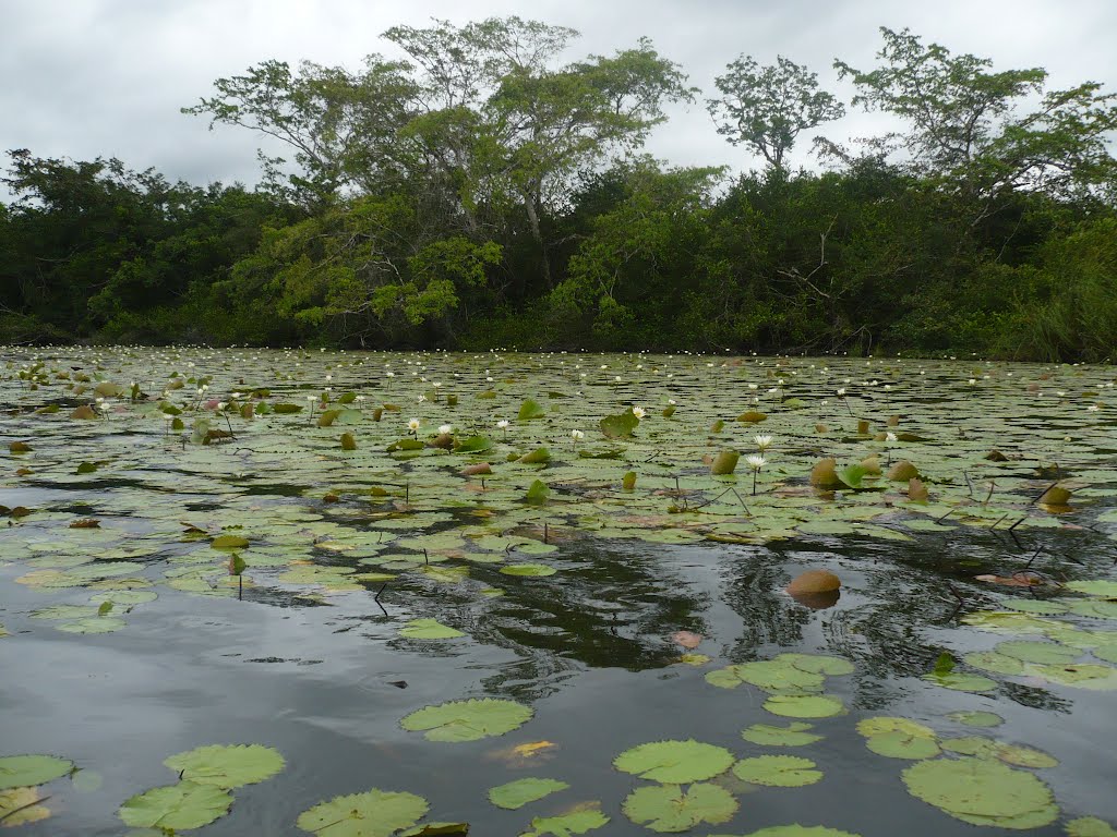 Lirios en el New River Belice by Tony Castillo.