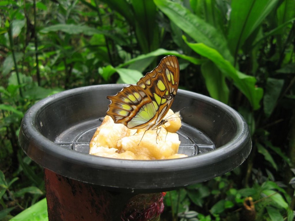 Butterfly conservatory 2 by Luc.katou