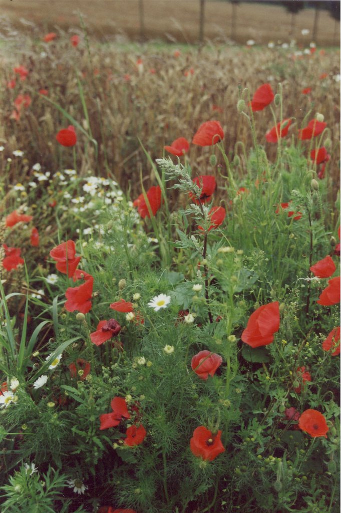 Klatschmohn by B.W.