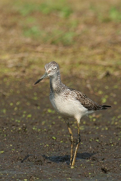 Greenshank 2007.08.22 by Sanya_S