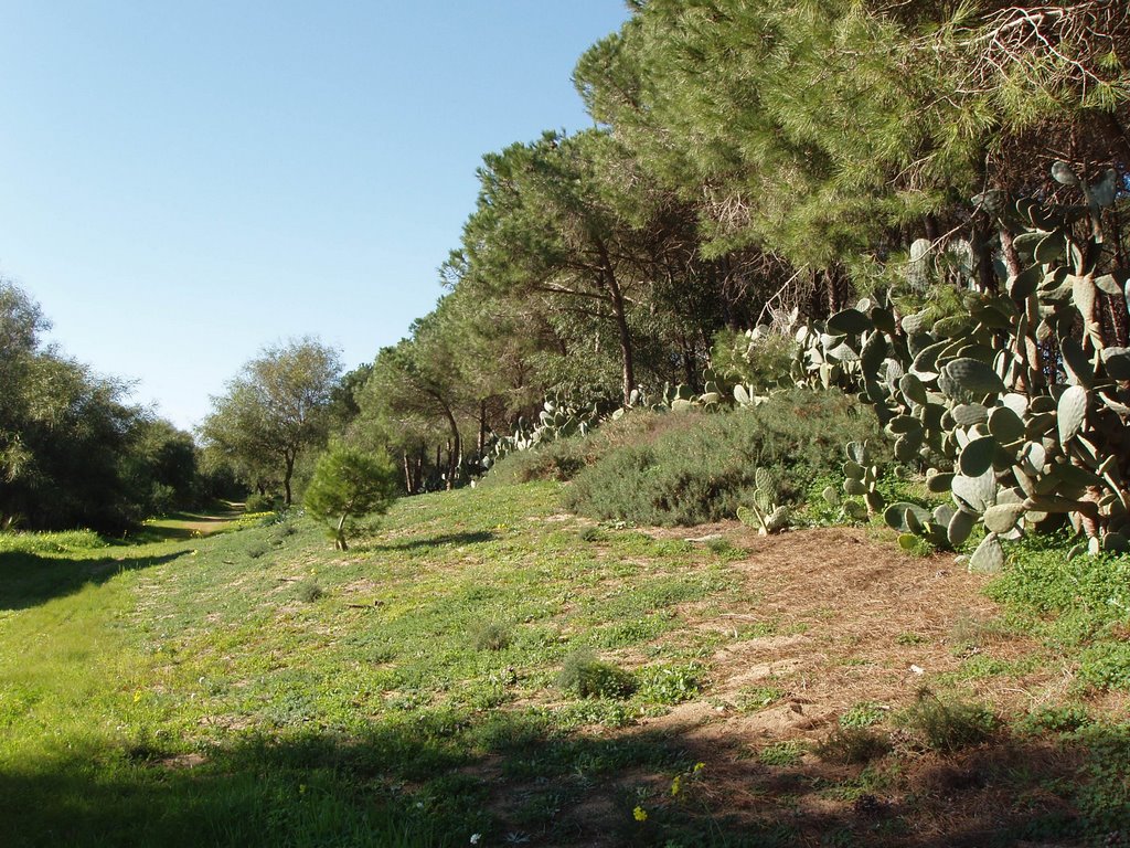 Vegetation in the nature reserve by Gianluca Albeggiani (Giovanni)