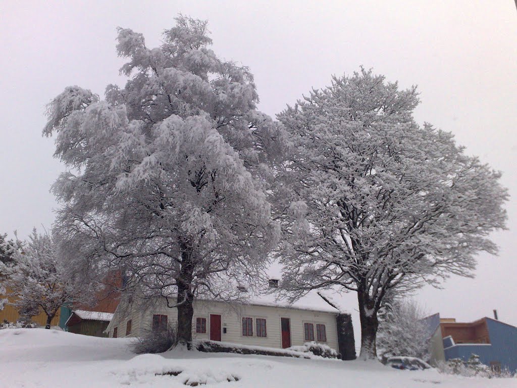 Snødryss på tuntrærne mine ( Feb. 2007 ) by H.Jelstad