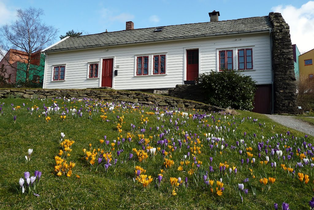 Crocus eng i tunet mitt ( 18 mars 2012 ) by H.Jelstad