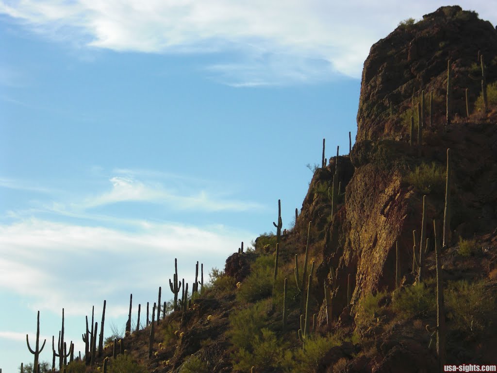 Saguaro-Nationalpark by usa-sights.com