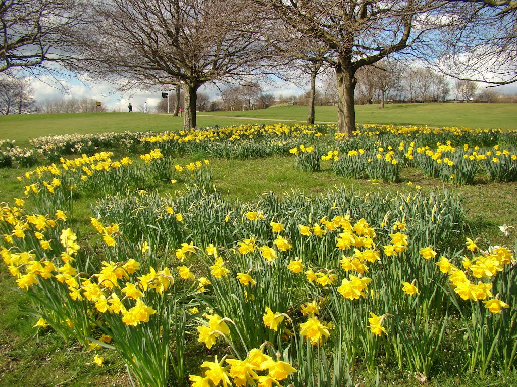 Golden Daffodils looking towards the basketball court, High Hazel's Park, Darnall, Sheffield S9 by sixxsix