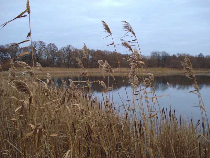 Am Templiner See by josisasch