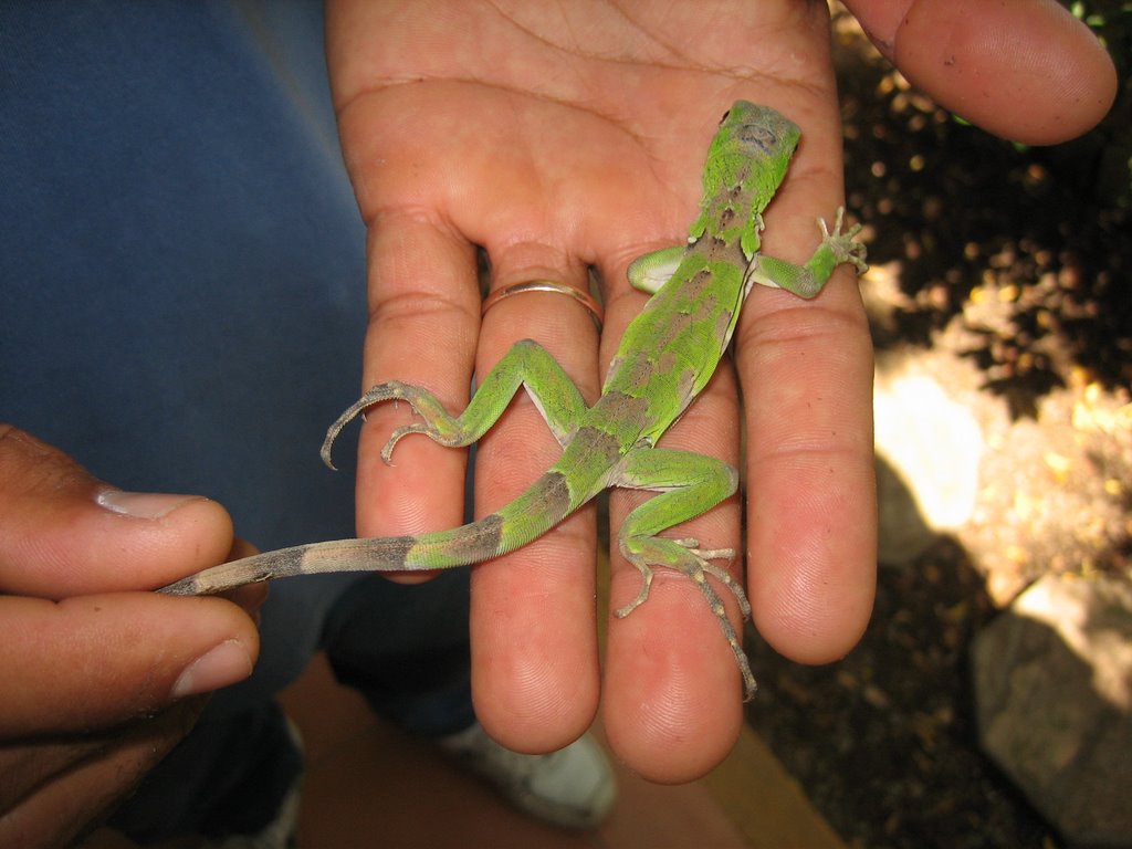 Baby Iguana by Werner Gams