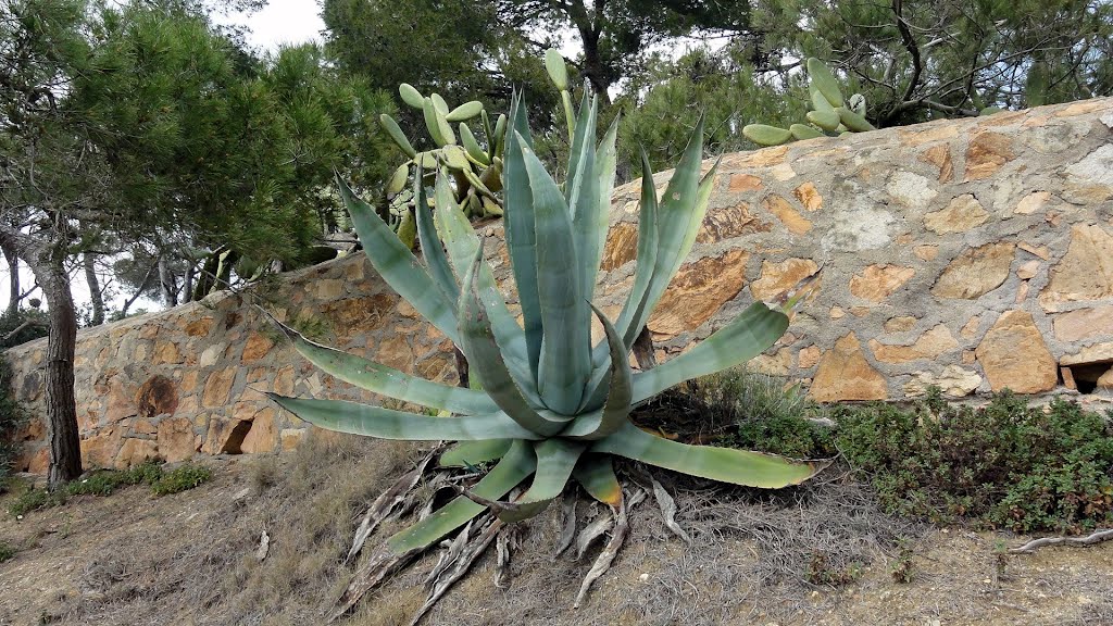 ESPAÑA Camino de Ronda, Palamós by Talavan