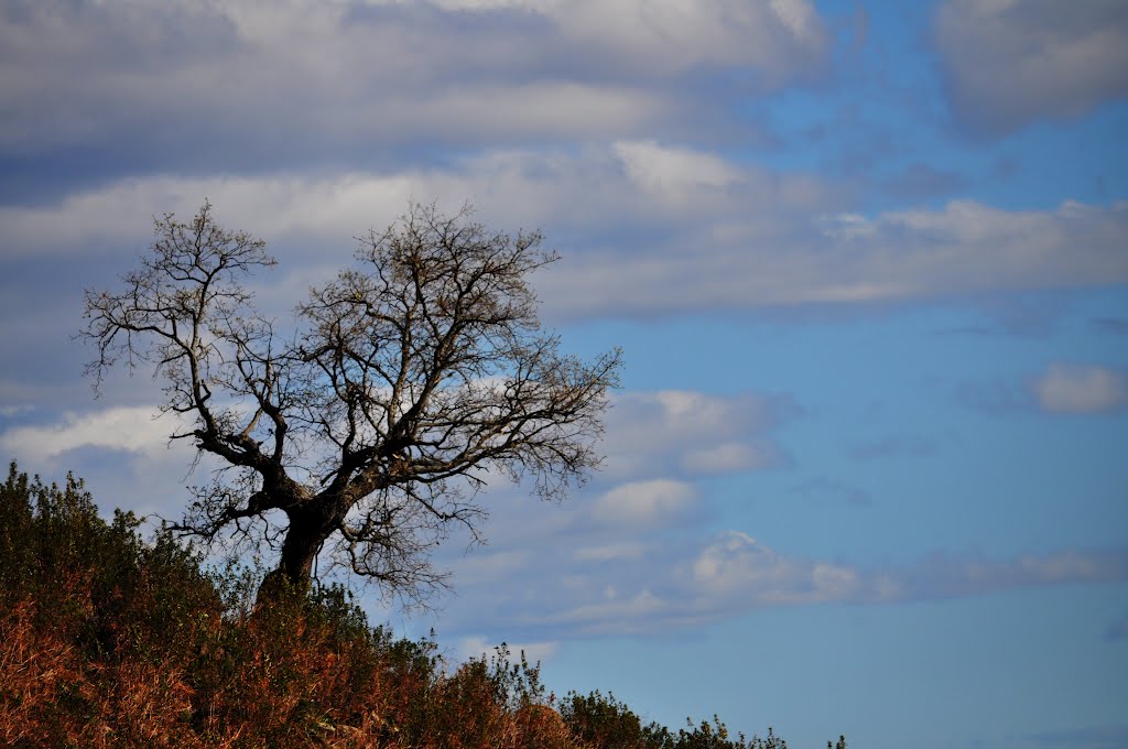 Arbol invernal by carlos mp