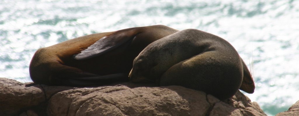 Seals by Alex Young