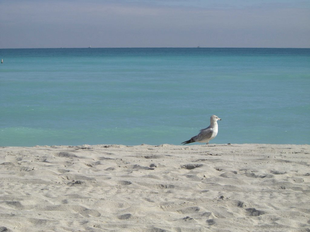 Miami Beach, Florida - Usa by Raniero Tazzi