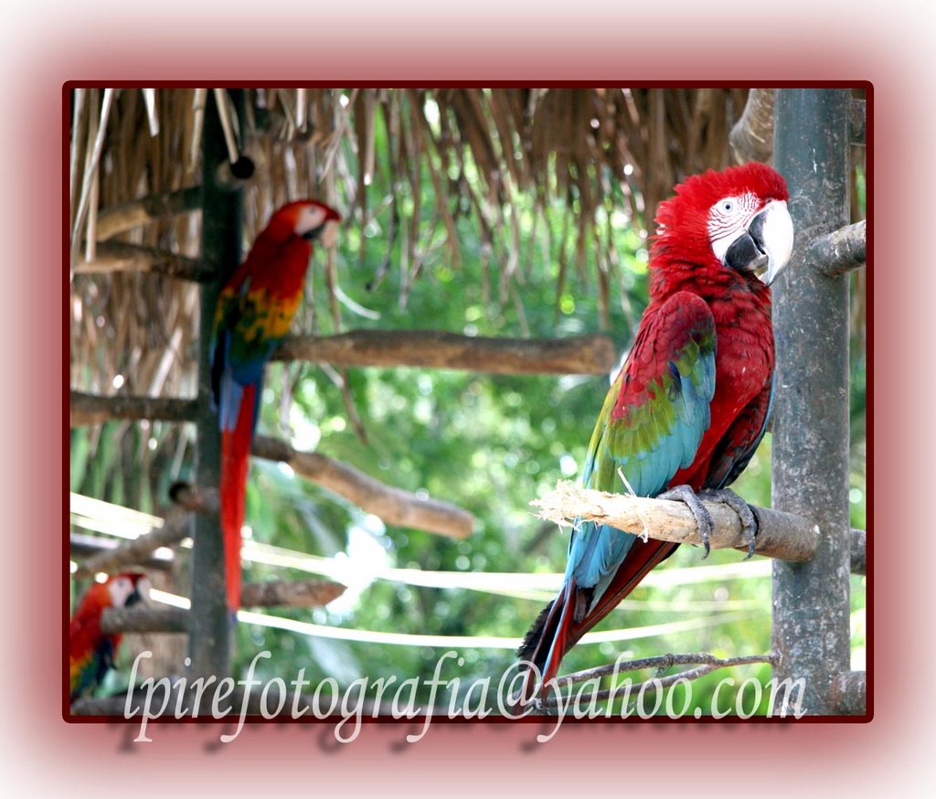 Guacamayas by Luis m Pire