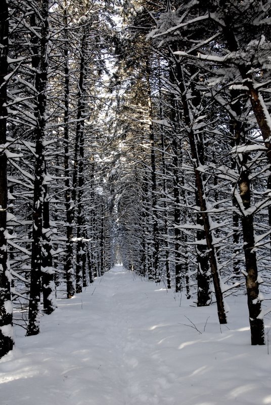 Morgan Arboretum - Tree Alee by Panamon-Creel