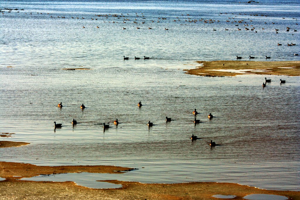 Birds, spring time, at Saint-Mathias-sur-Richelieu, QC, Canada by Marc Latrémouille