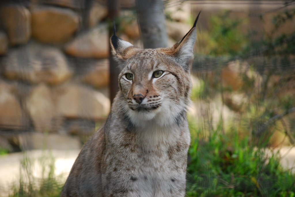 Lynx at San Diego Zoo by hnko