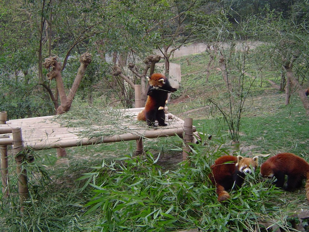 Lesser Panda(小熊猫) by Travel@Home