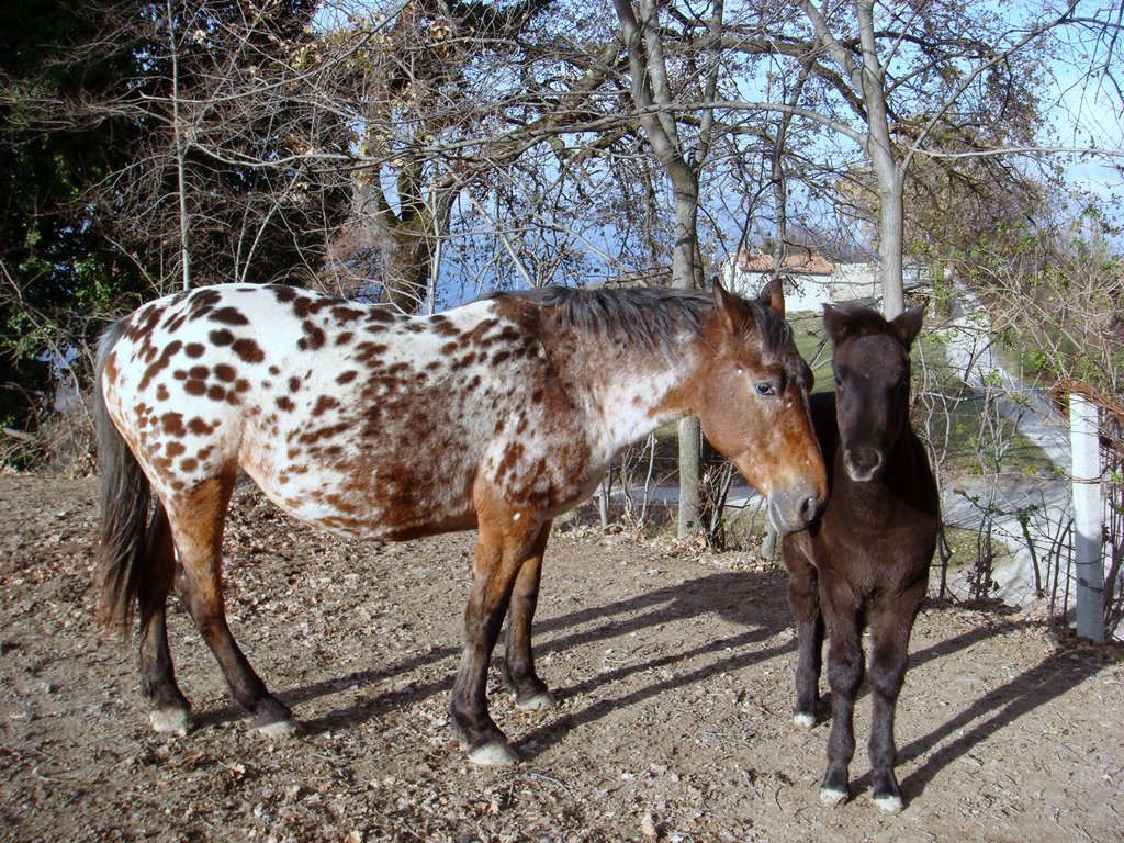 Cavalli a colpaola by gio bernabei e betta