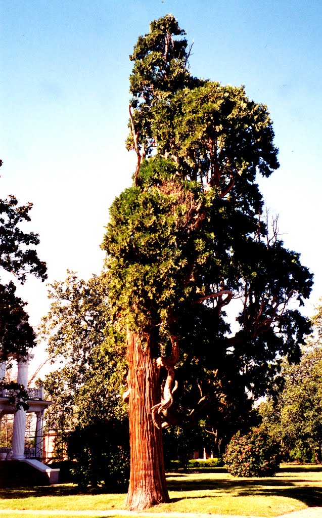 A Downtown Cedar by johnmewing