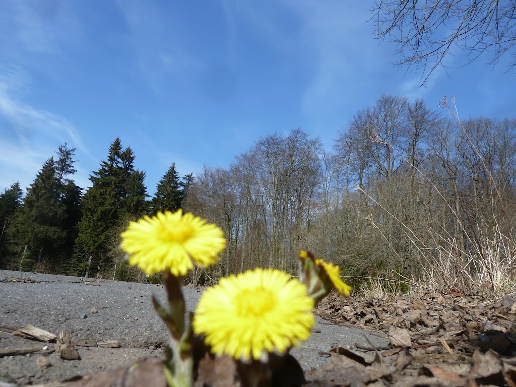 Erste Frühlingsblüten Südseite Taufstein by StuckenPeter