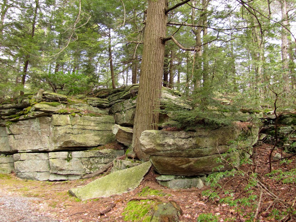 Lake Awosting Carriage Road Hemlock by Chris Sanfino