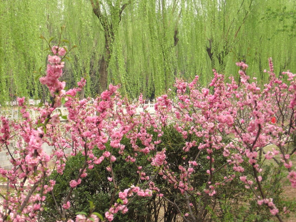 Tsinghua River Bank by Bahn Zhang