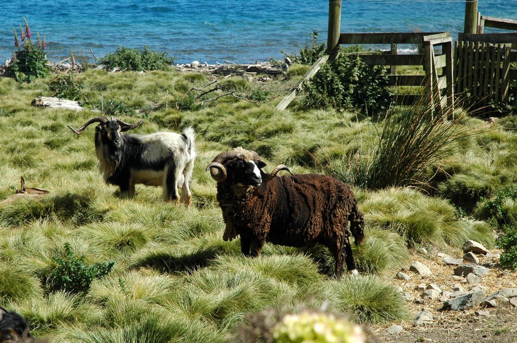 Arapawa Goat and Sheep by tandmkohlbush