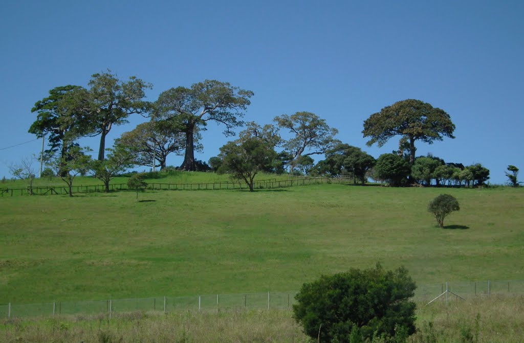 Minnamurra Fig Trees by Alan Farlow