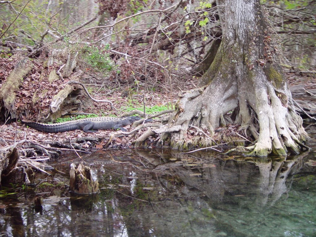 Alligator on the Silver River, Silver Springs, Florida (1-2007) by Ken Badgley