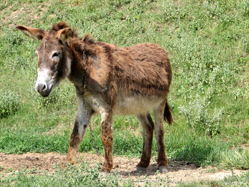 Donkey from Dobrogea by xplorio