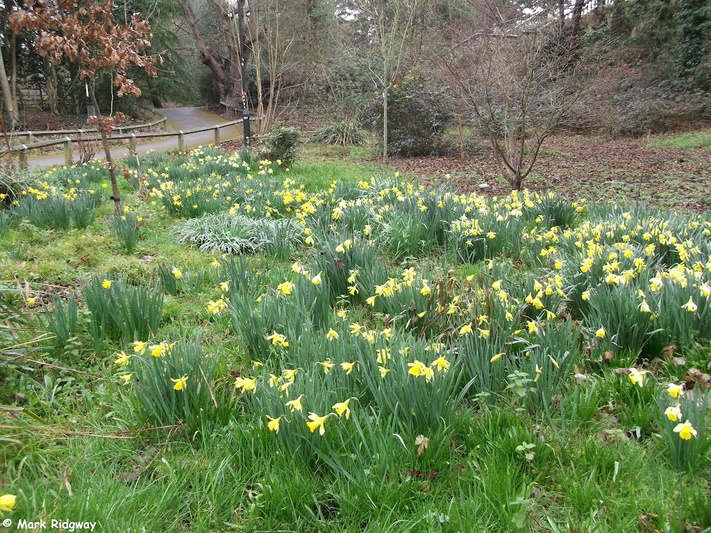 Daffodils in Canada Copse by Mark Ridgway