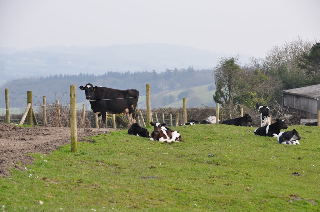 Mid Devon : Cattle at Surridge Farm by A Photographer