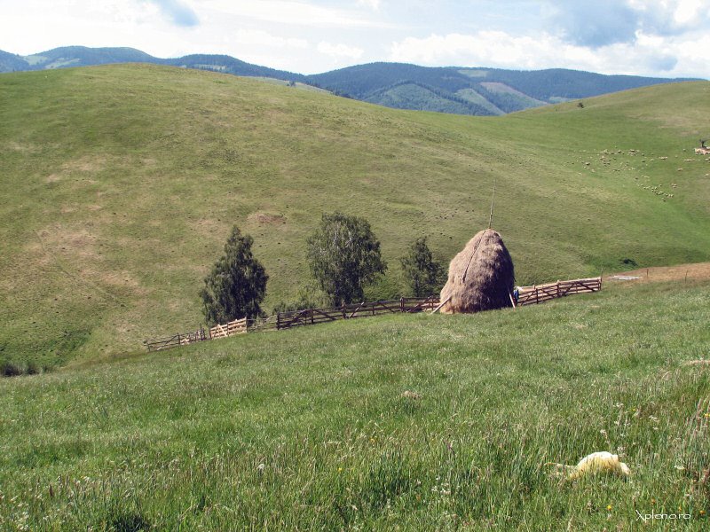 Hay. "Capitza" near Paltinis by xplorio