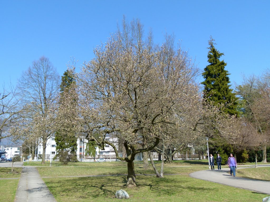 Parc et musée d'art et d'histoire de Soleure by Magda GHALI