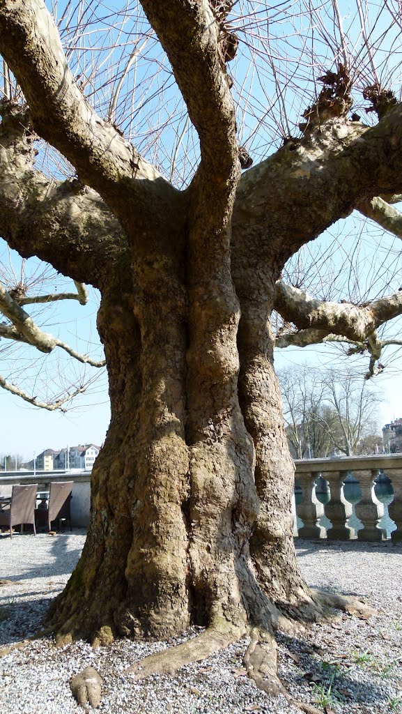 Jardin du Palais Besenval, Soleure by Magda GHALI