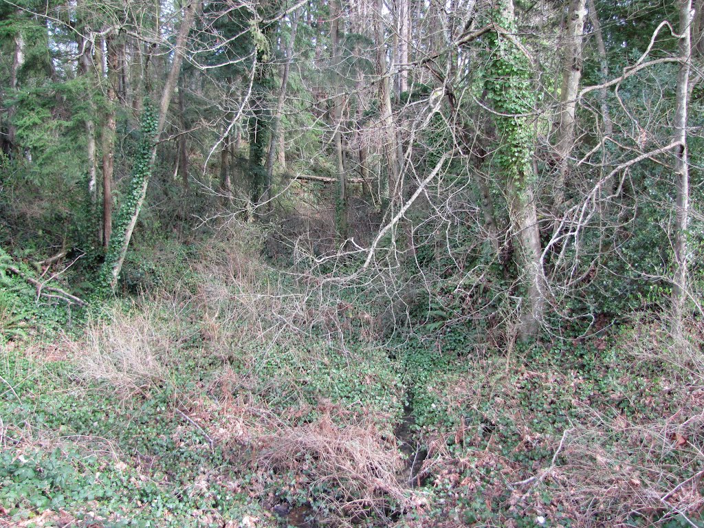 Looking East at a small creek that crosses beneath Woburn Street. This creek, near a WTA bus stop runs through Bayview Cemetery in Bellingham, Washington. by JamesDearl