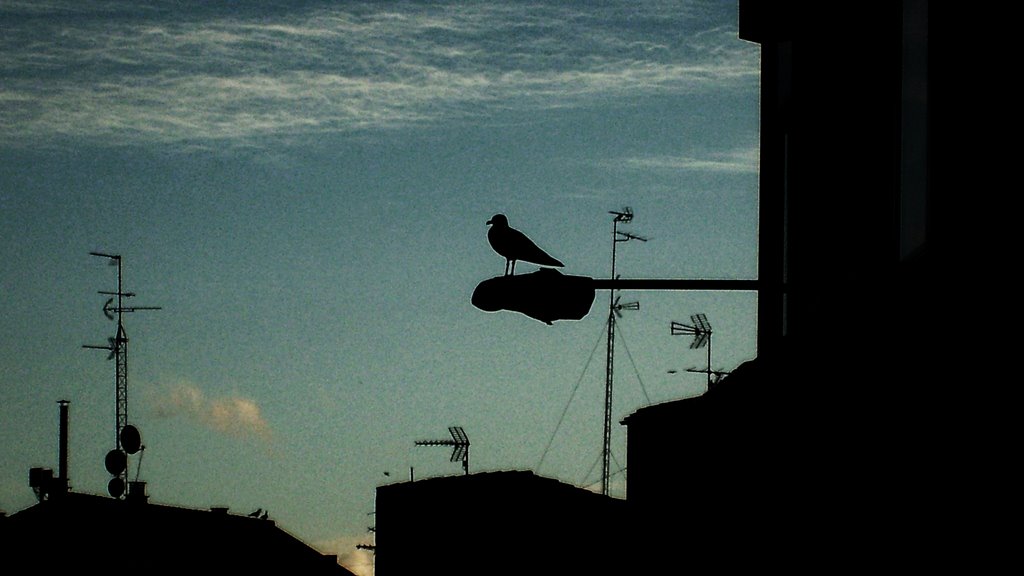 gaviota con los tejados de los edificios al fondo by pigro