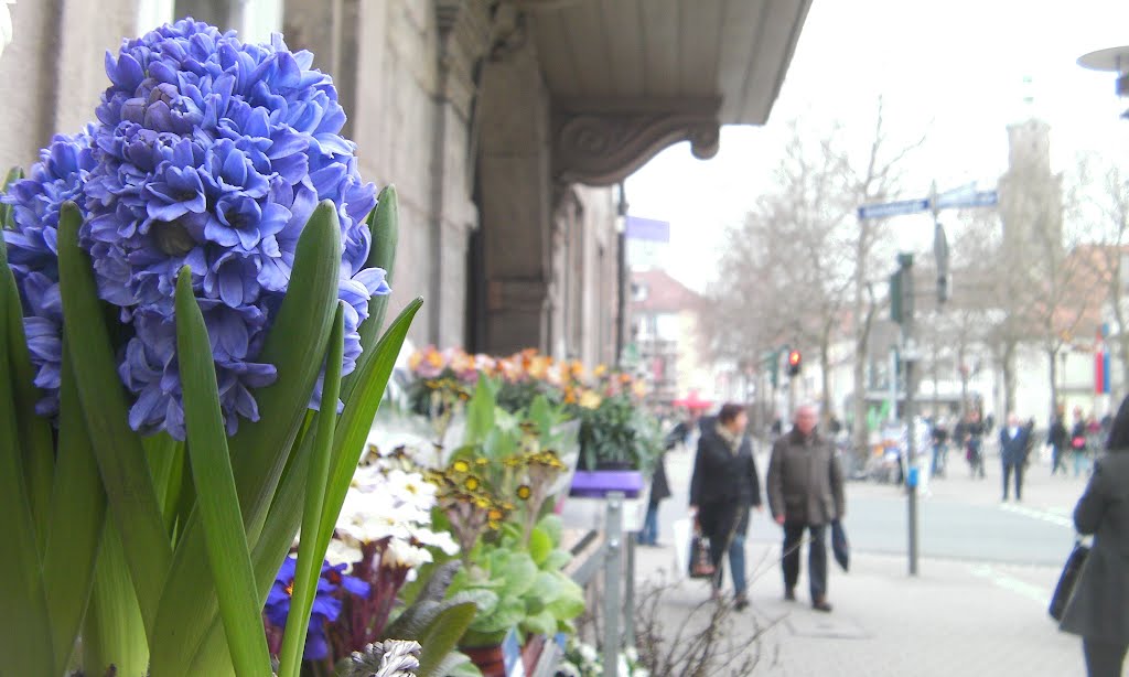 Blaue Hyazinten in der Nürnberger Straße by Gaißenpeter