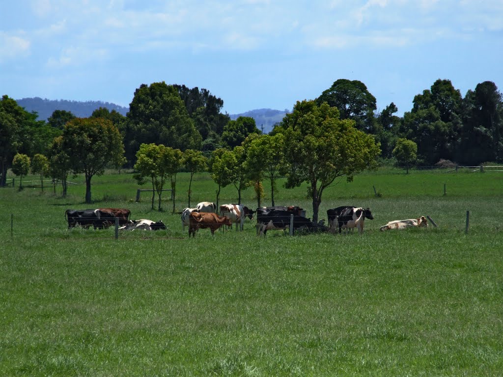 Cows at the Manning, outside Taree, New South Wales, 2007 by gbfernie4