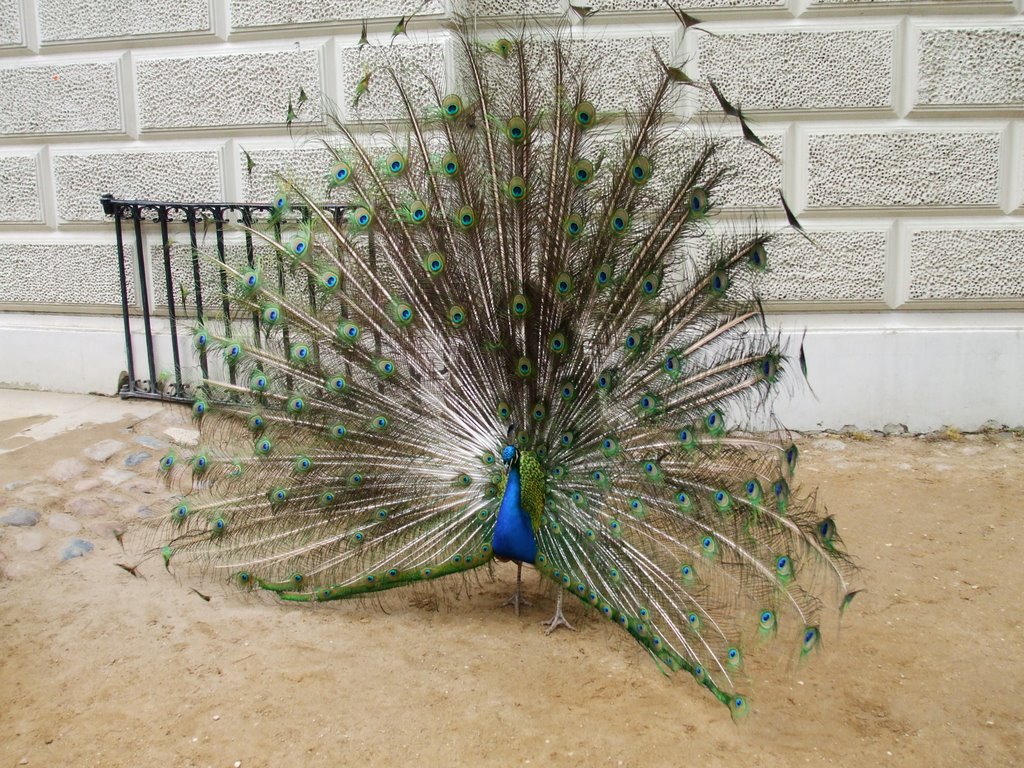 One Angry Peacock by mcpuzio