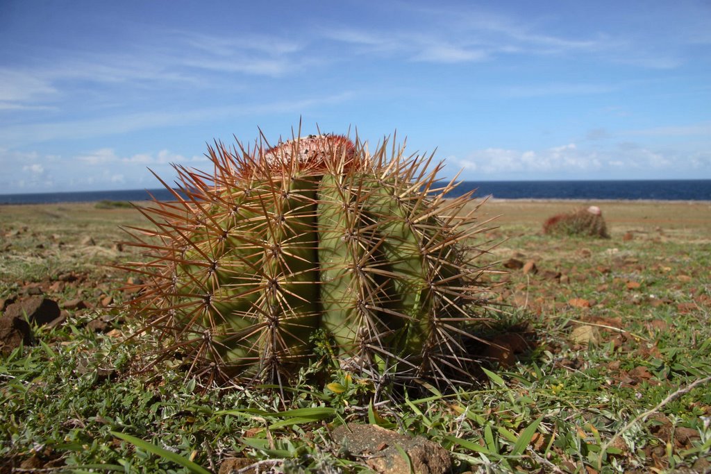 Barrel cactus, Shete Boka by Kimmo Lahti