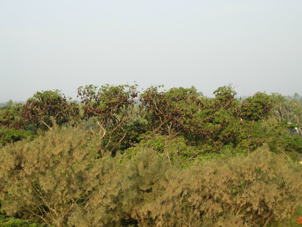 Bat colony in front of Shwe Thazin Hotel, Sittwe by Olivier Vuigner