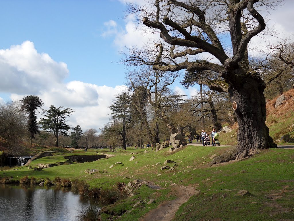 The Oak is ready for the Spring. by Bobsky.