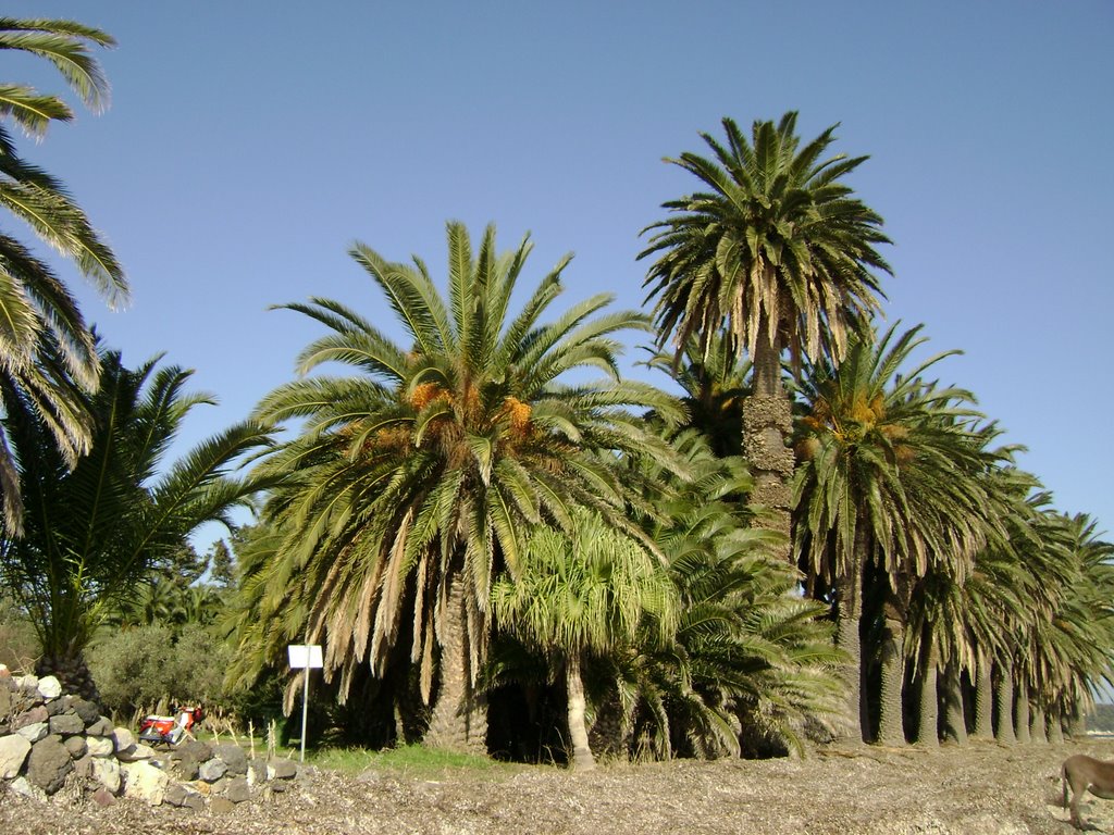 Panayoùða palm forest Kalamʝaris-Lesvos. by KostasLoukis.mytil