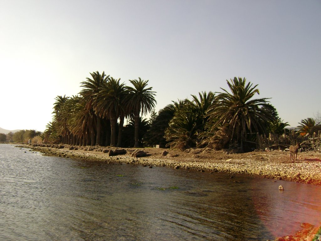 Panoramic view of the Kalamʝaris palm forest (phoenix canariensis). by Constantine Louckis