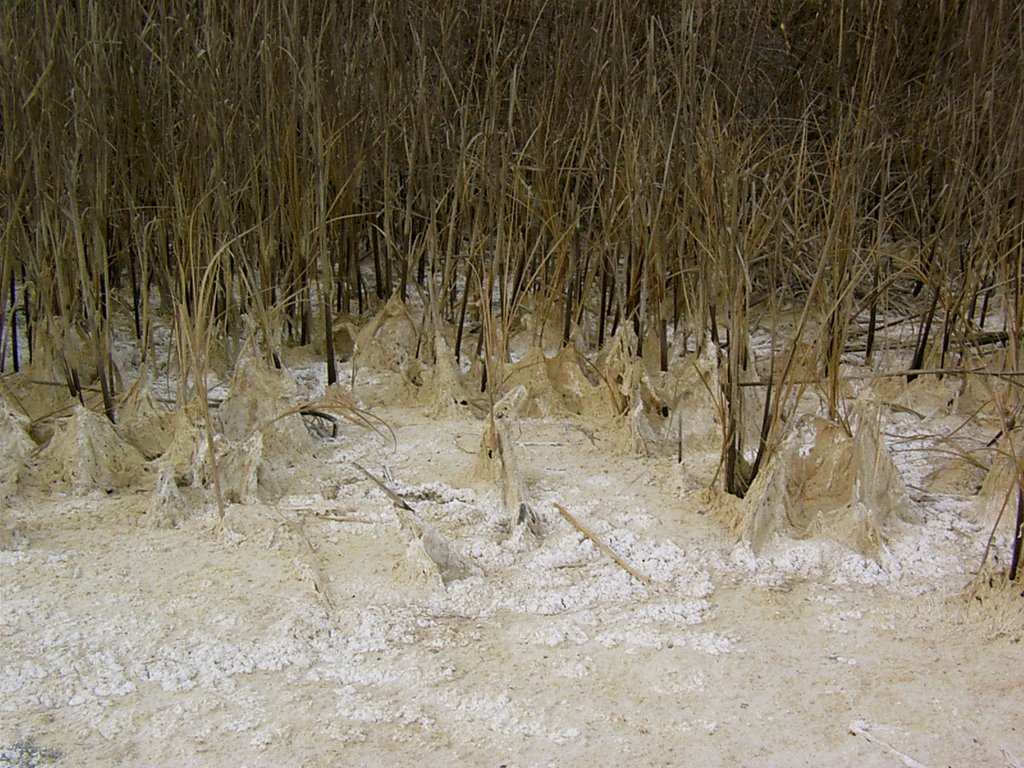 Laguna salada Carralogroño by rut_jimenez