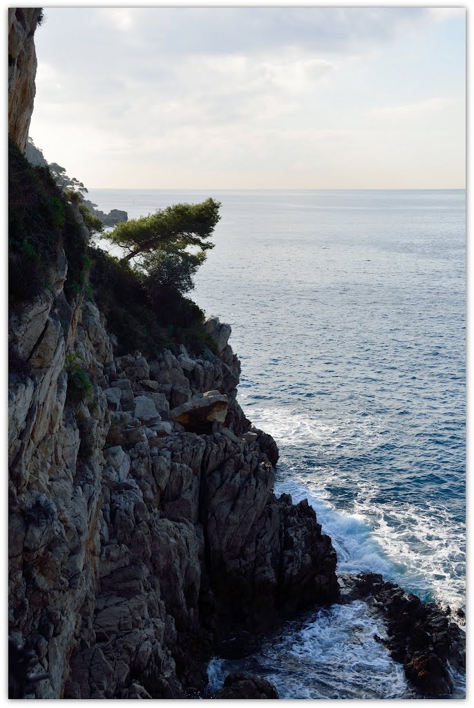 Un arbre sur le rochers (Janvier 2012) by violapinnata