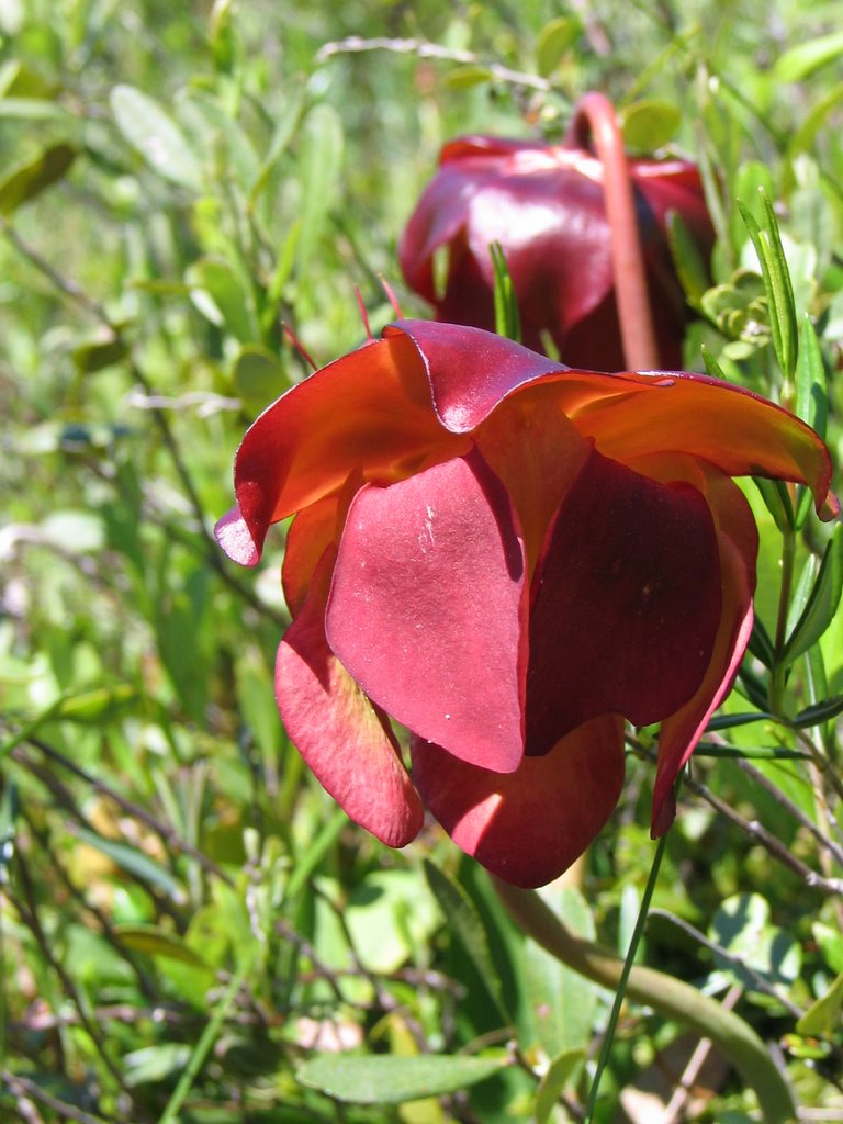 Saint-Prosper de Champlain, lac à la Barbotte, Sarracenia purpurea Linné. — Sarracénie pourpre. — Petits cochons, Herbe-crapaud. — (Pitcher-plant). by ouellette001.com