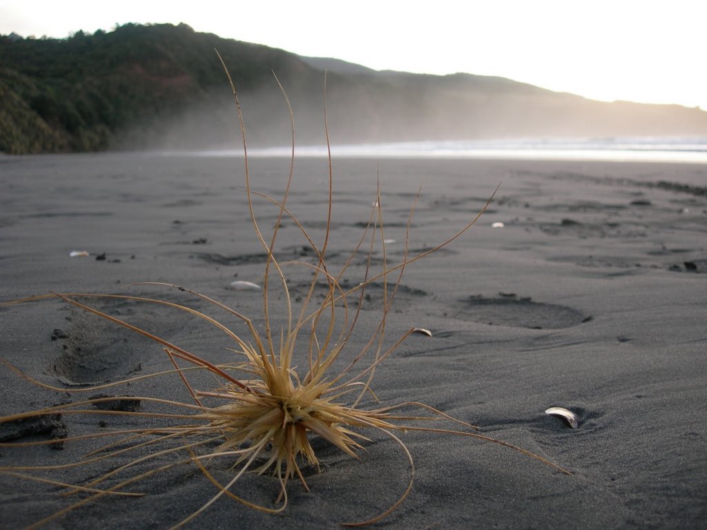 Black Sand Beach by Dale Smith